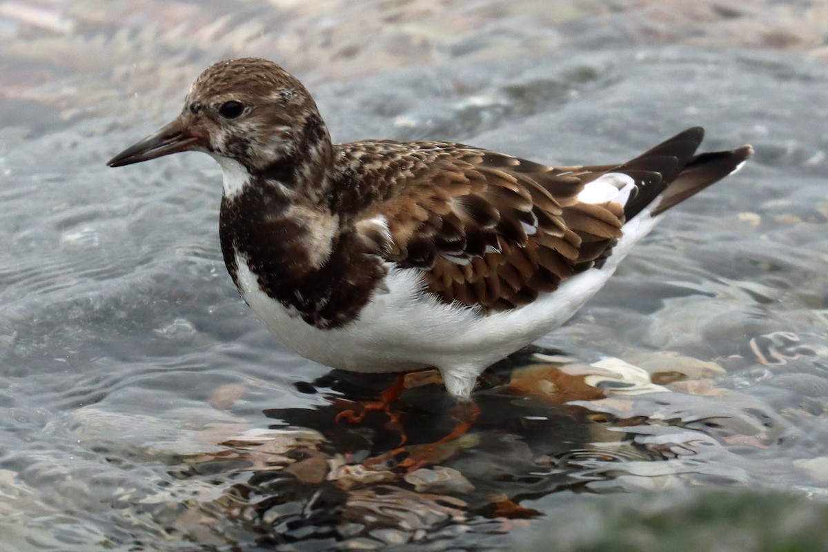 Ruddy Turnstone - ML531410531