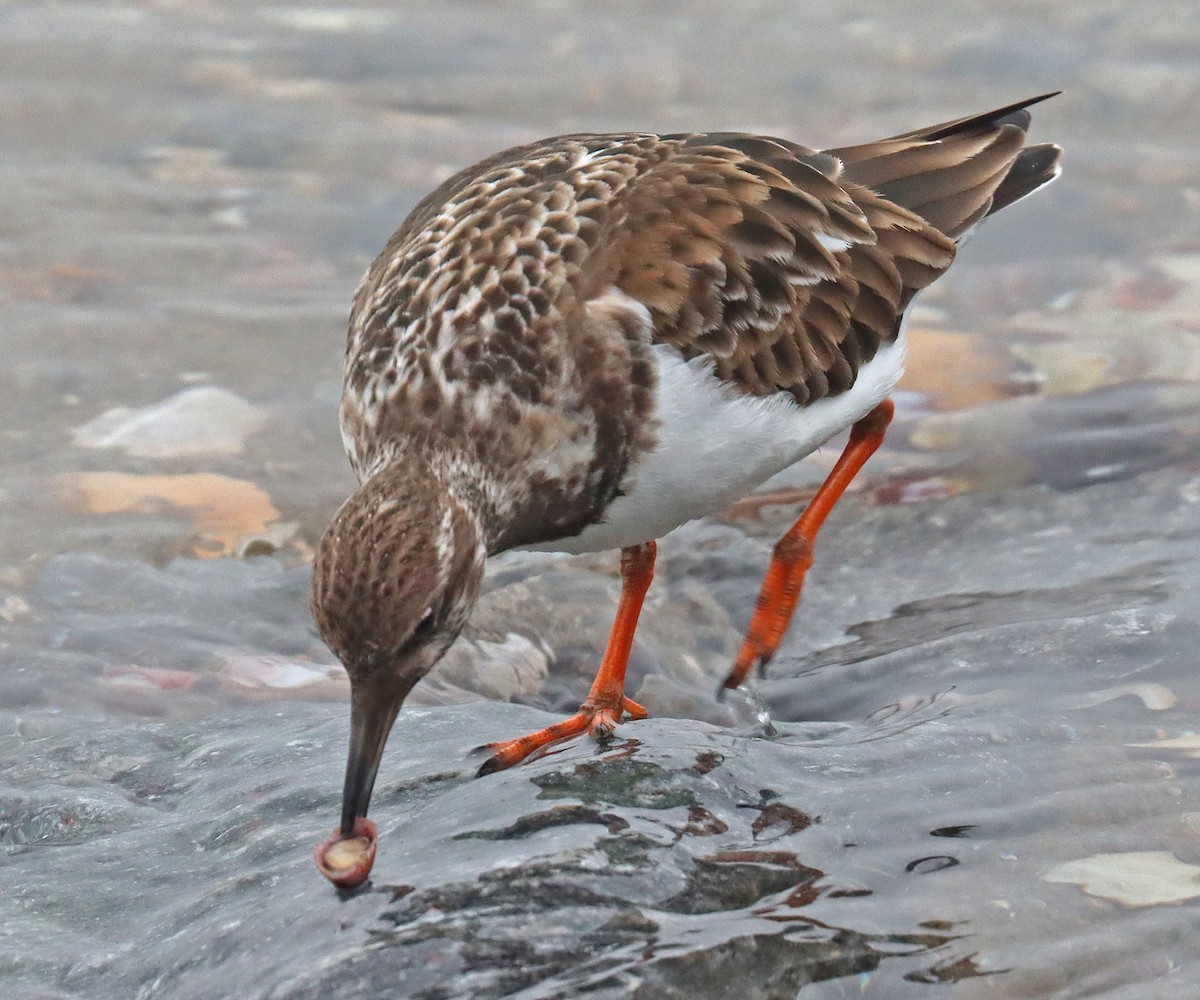 Ruddy Turnstone - ML531410541