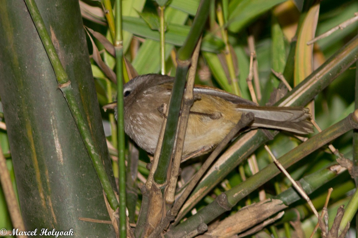 Spectacled Fulvetta - ML531411131