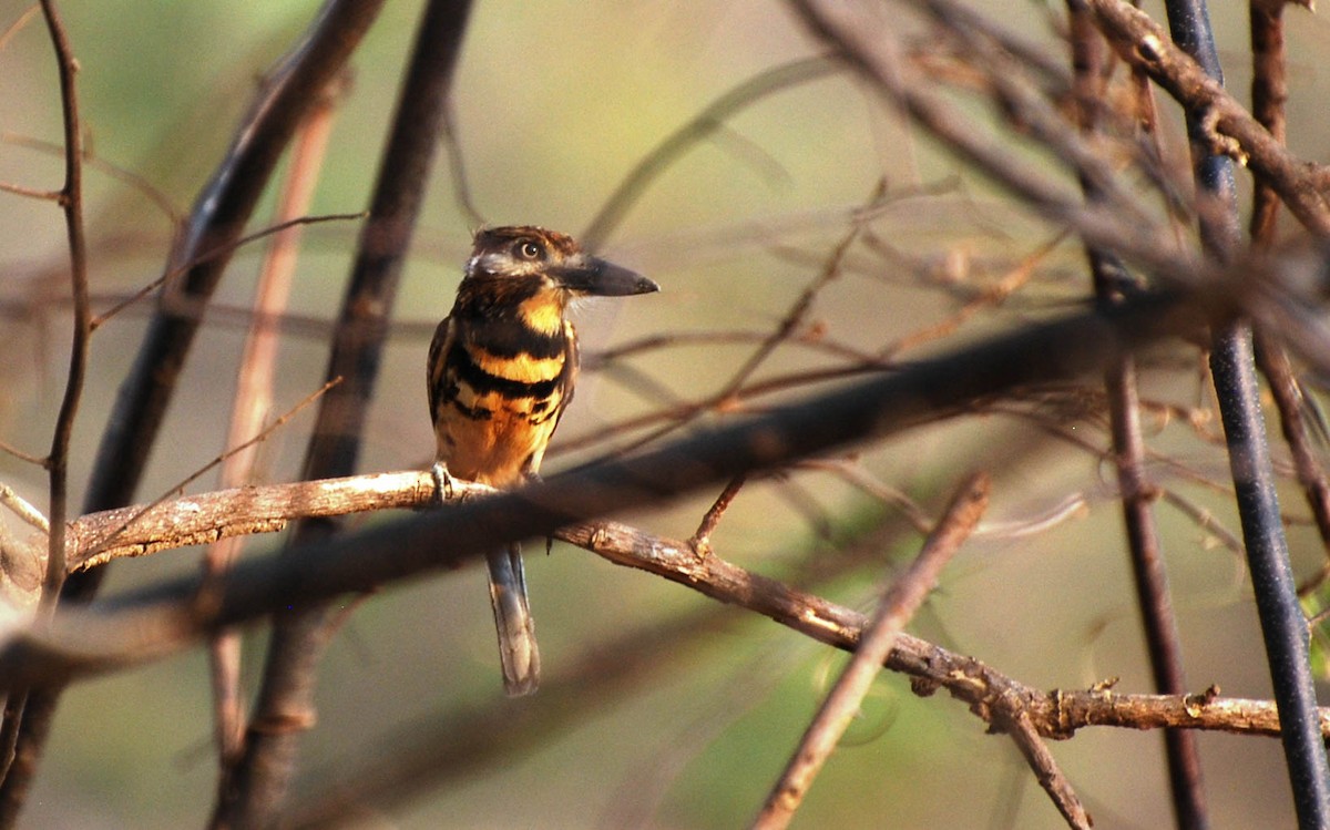 Two-banded Puffbird - ML531411291