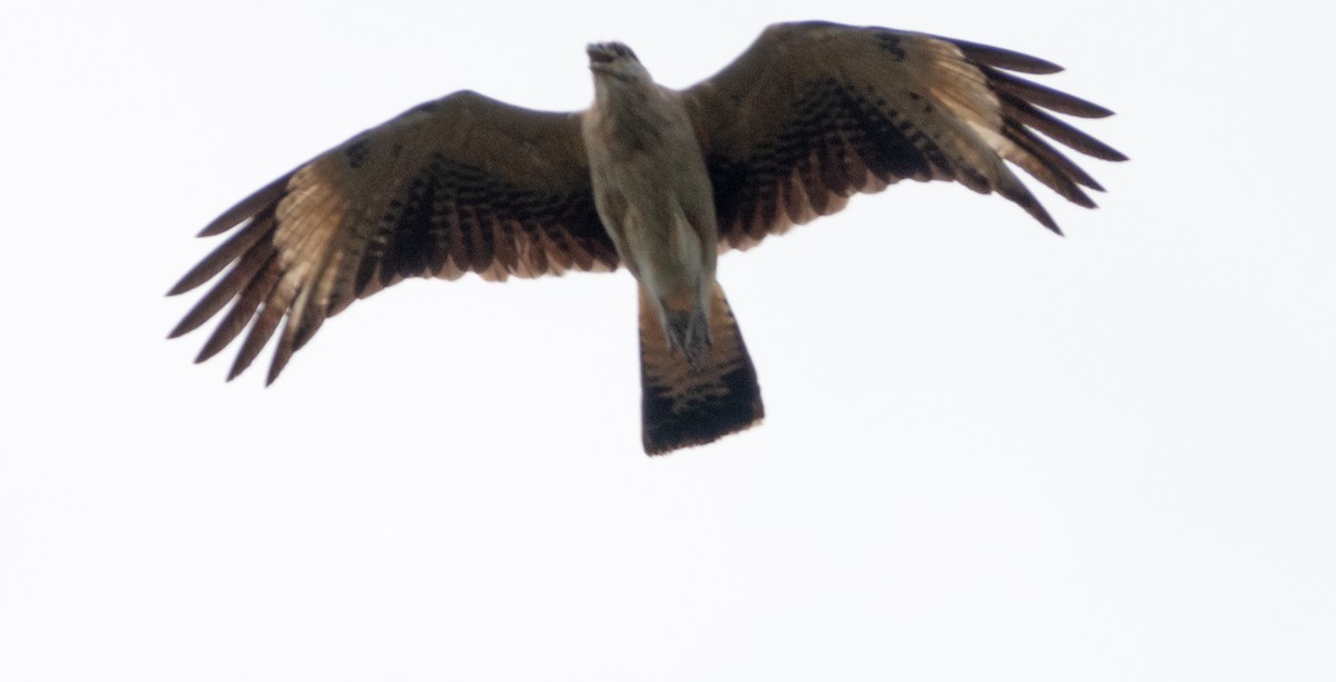 Caracara à tête jaune - ML531411421