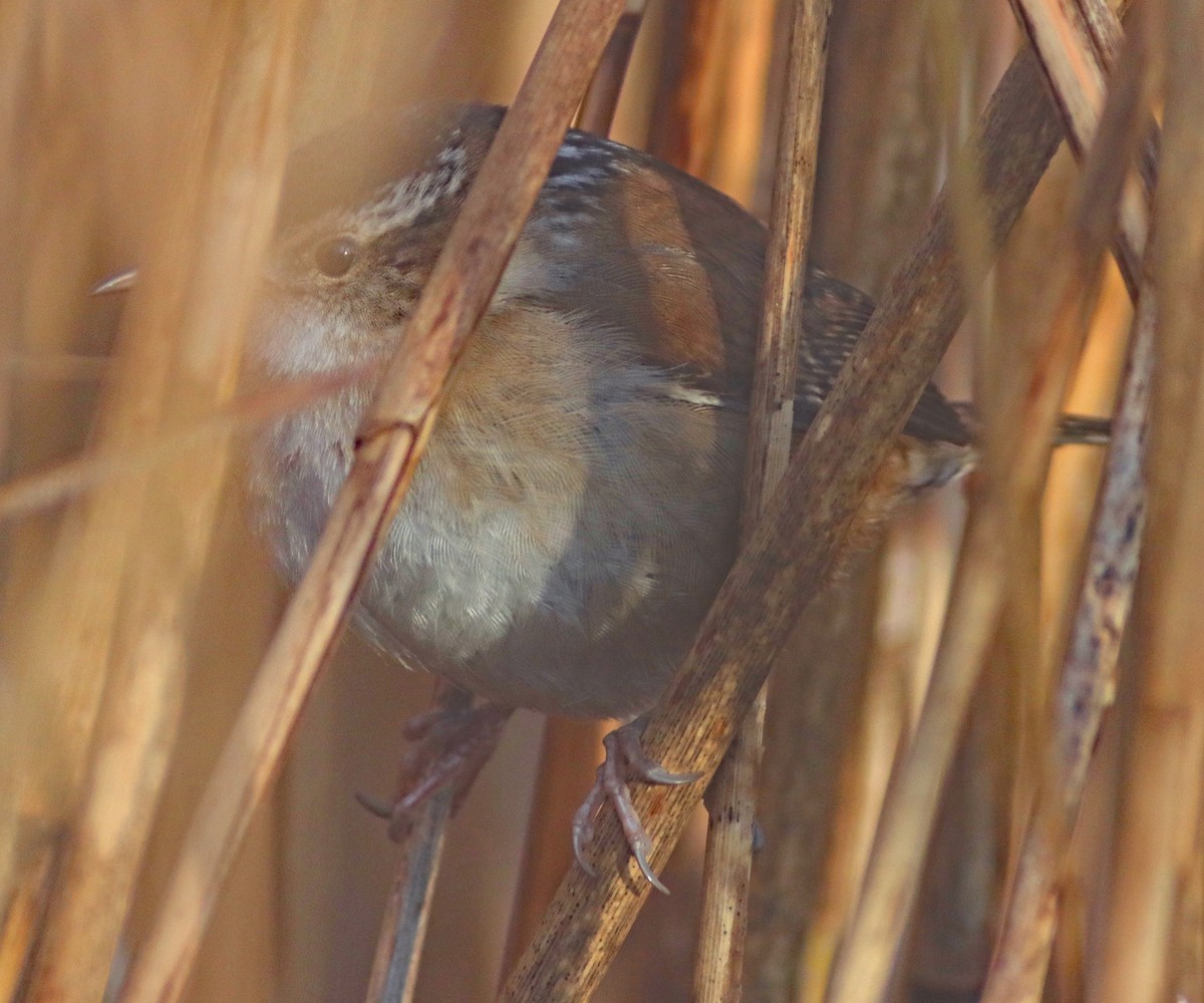 Marsh Wren - ML531412201