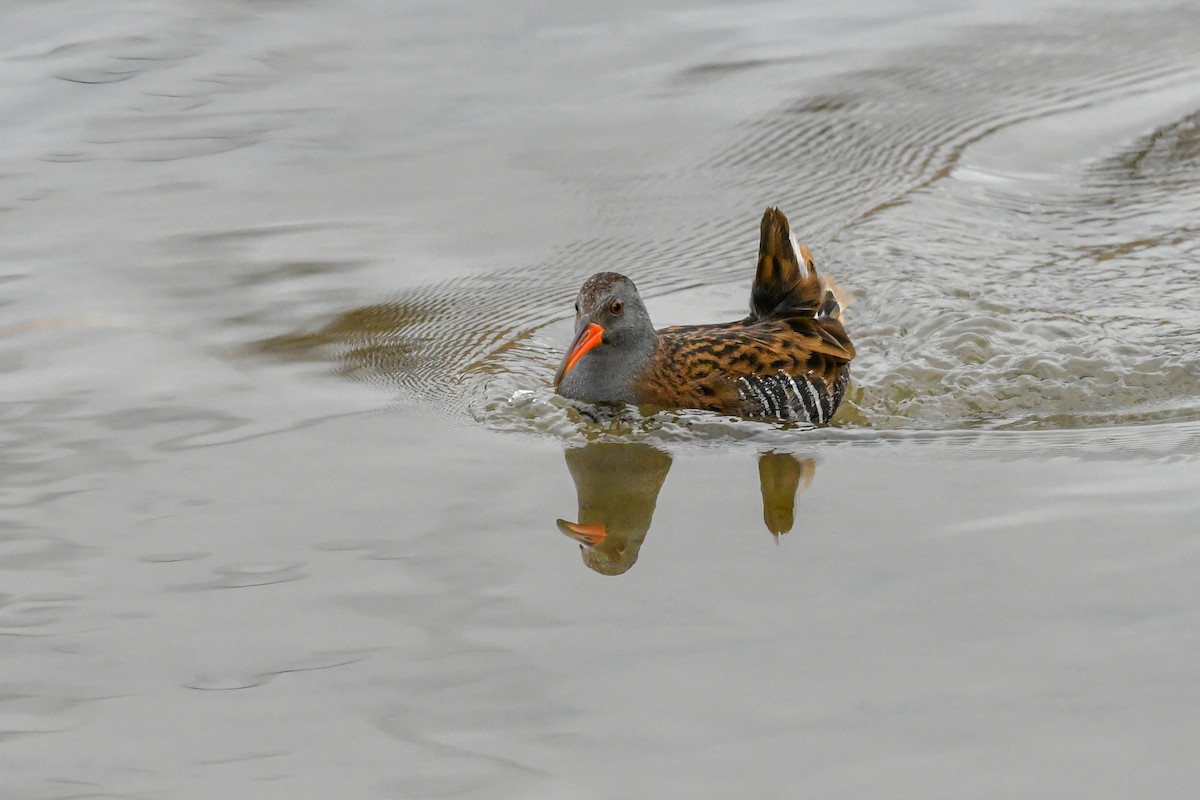 Water Rail - ML531412441