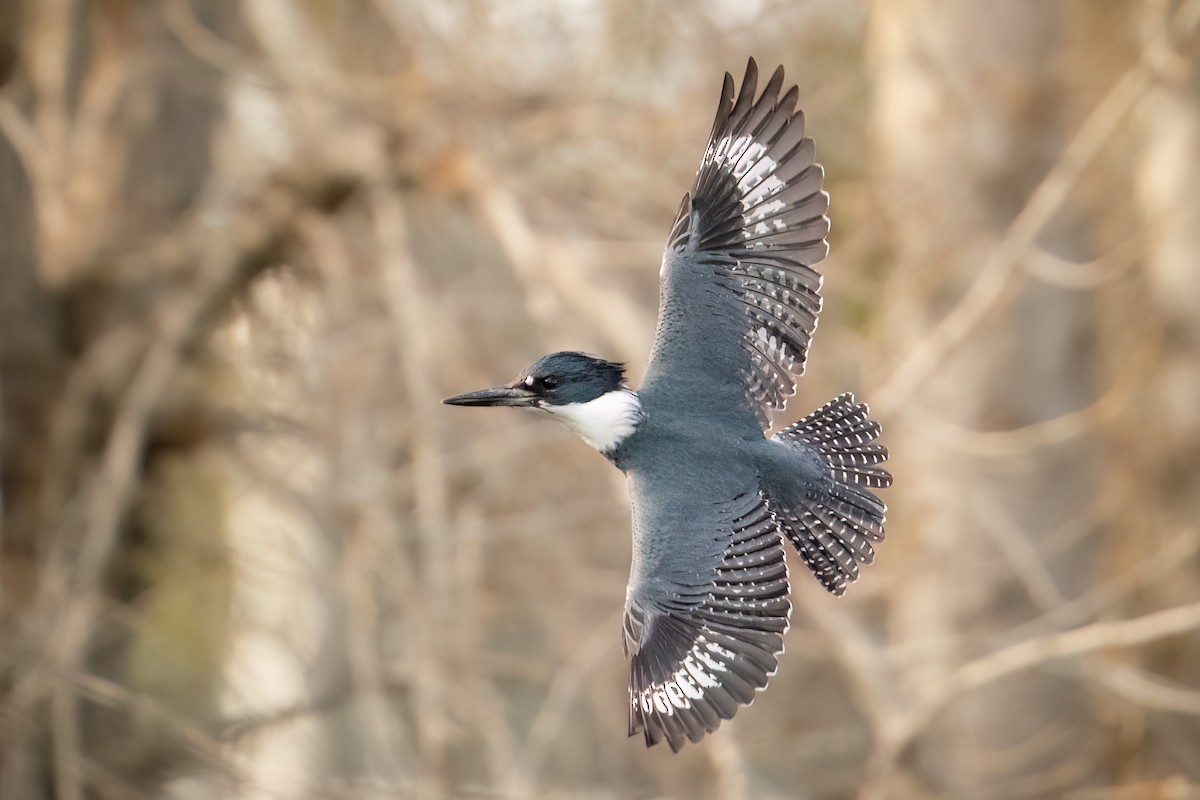 Belted Kingfisher - Shawn Cooper
