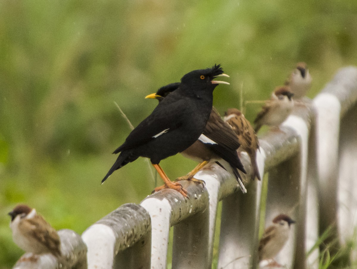 Crested Myna - ML531414891