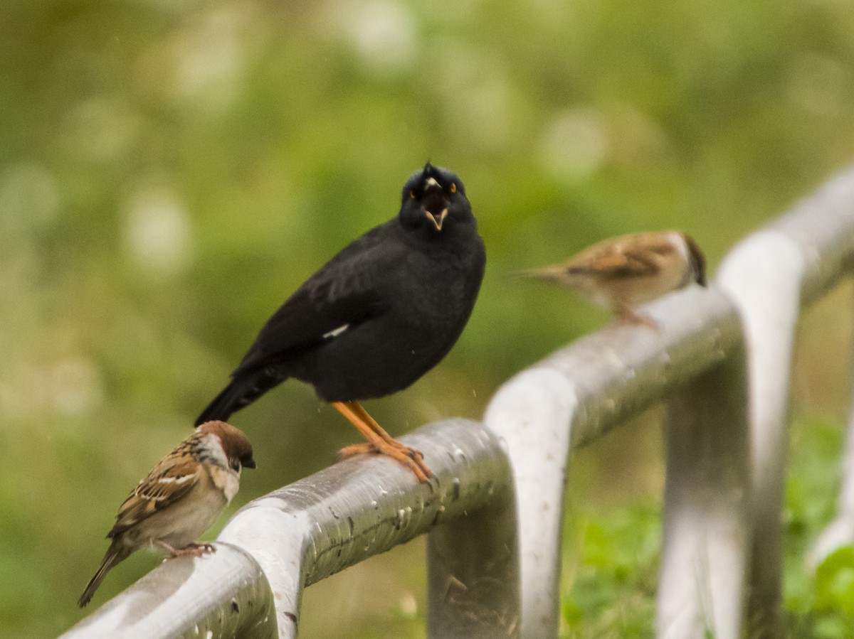 Crested Myna - ML531414901