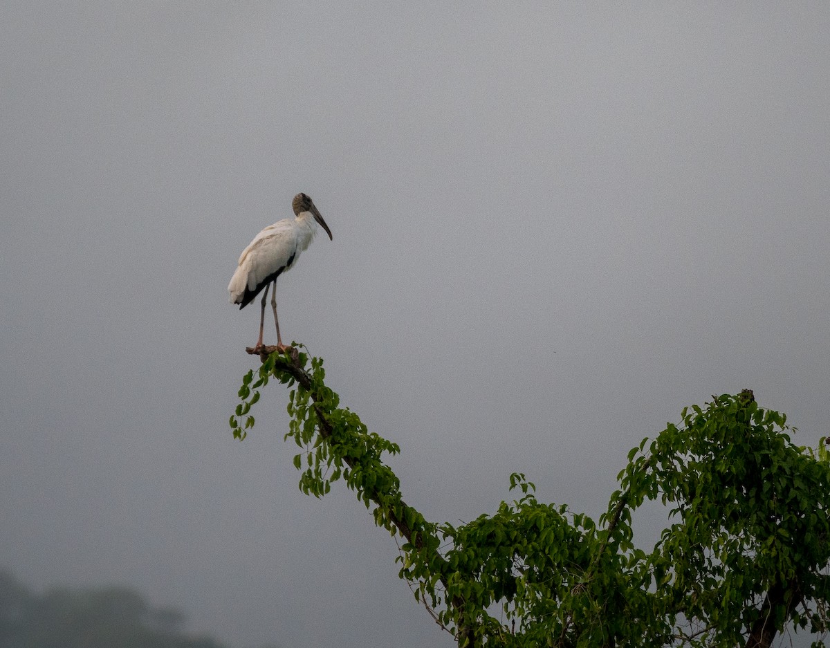 Wood Stork - ML531414931