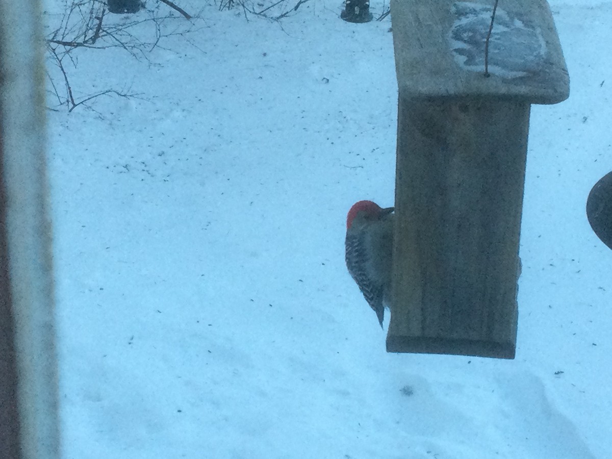 Red-bellied Woodpecker - ML531415181