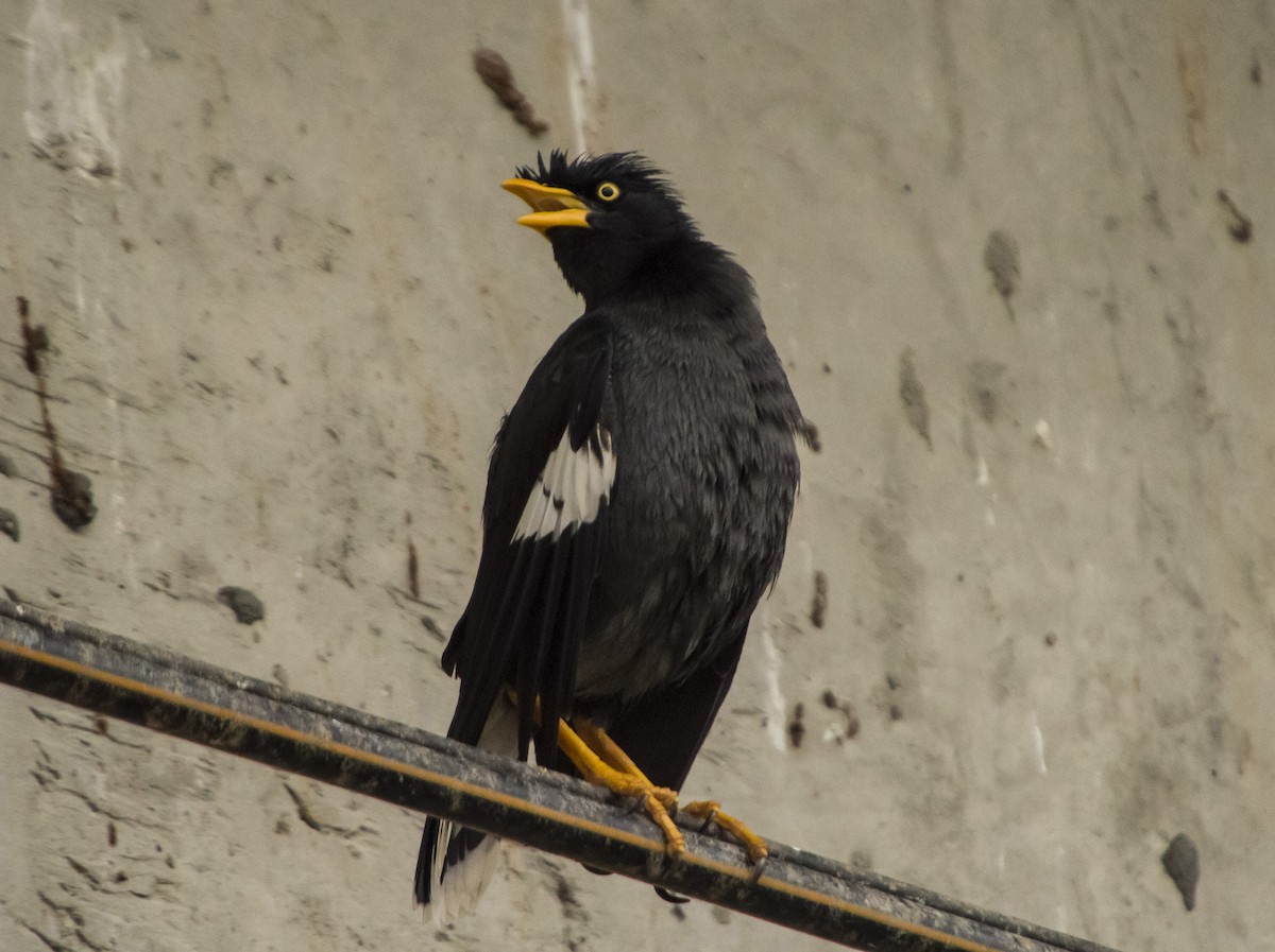 Javan Myna - ML531415511