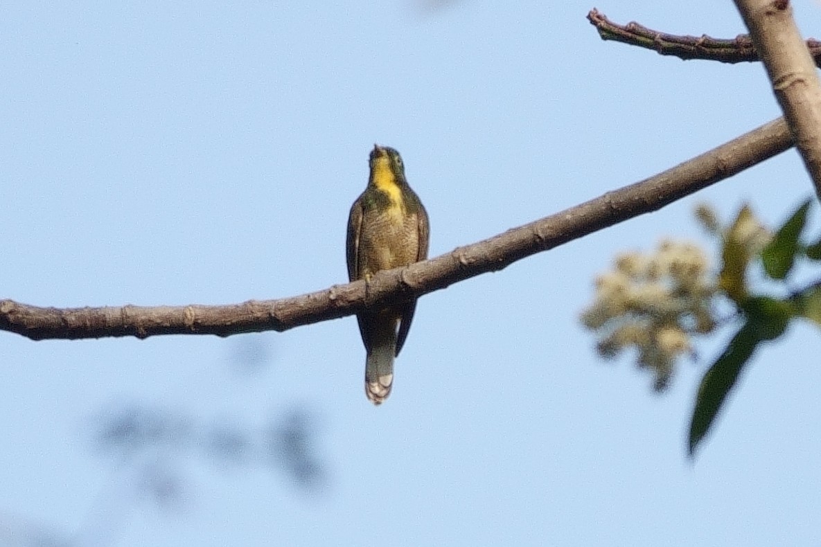 Yellow-throated Cuckoo - ML531416561