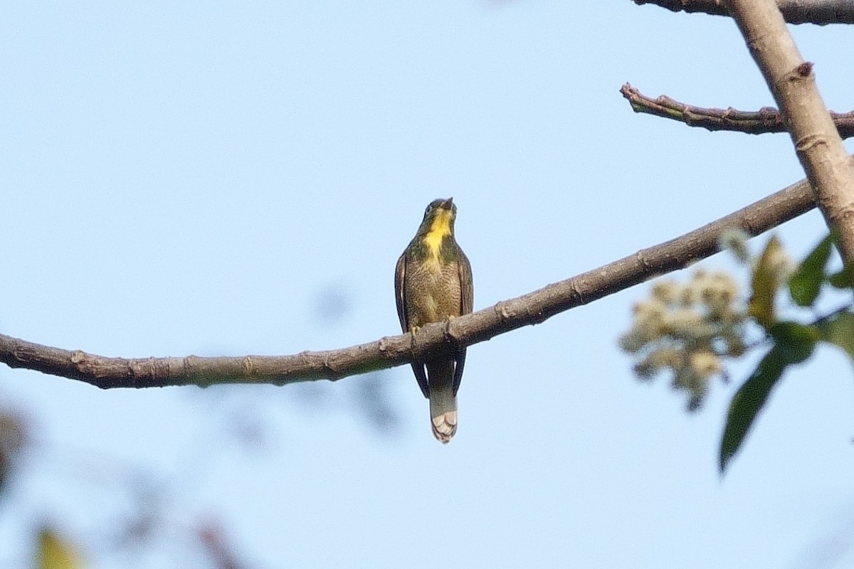 Yellow-throated Cuckoo - ML531416571