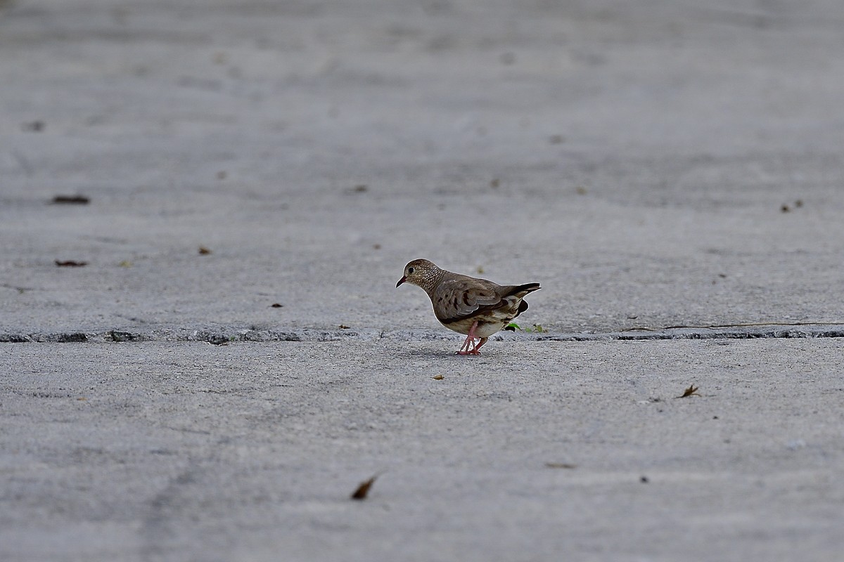 Common Ground Dove - ML531417151