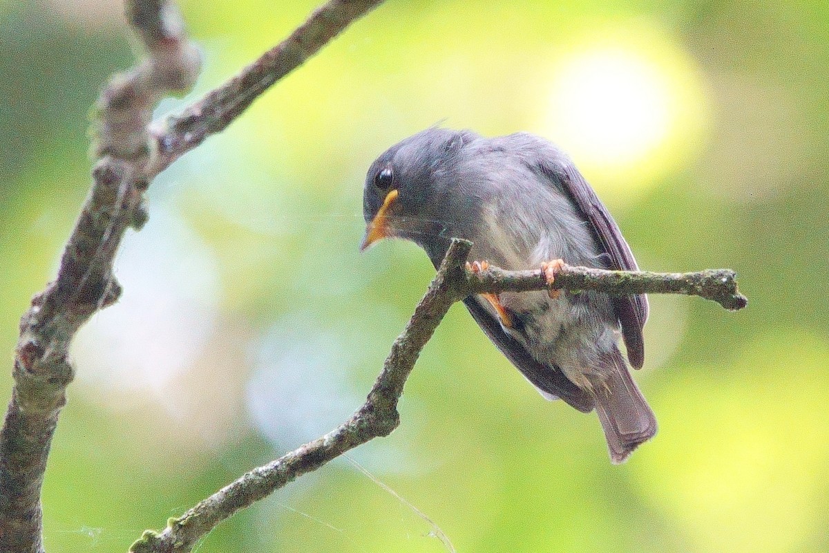 Yellow-footed Flycatcher - ML531417361