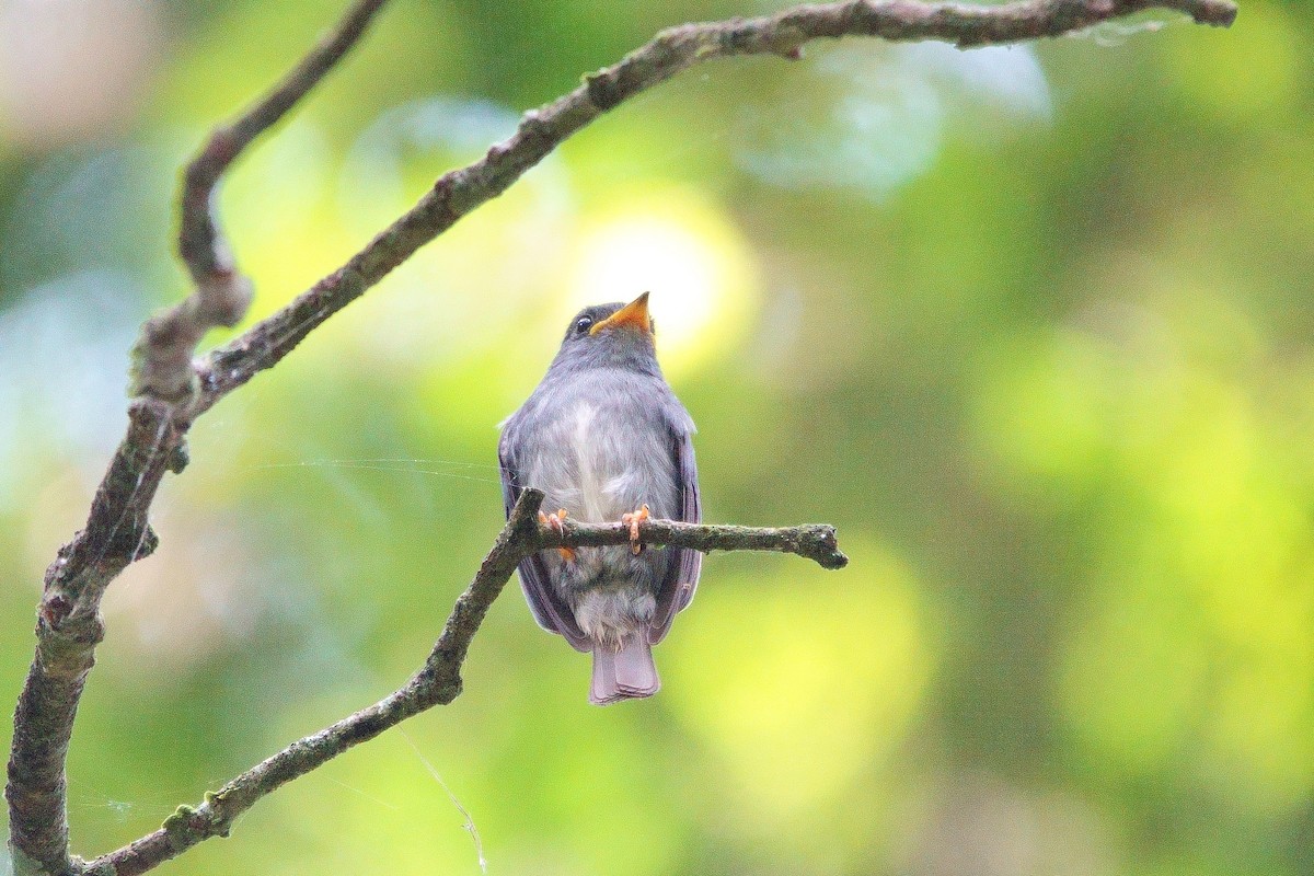 Yellow-footed Flycatcher - ML531417371