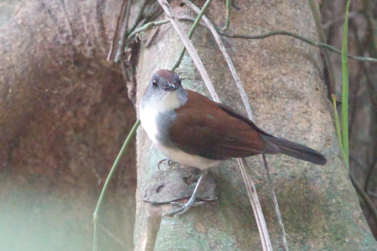 Alèthe à couronne orangée - ML531417511