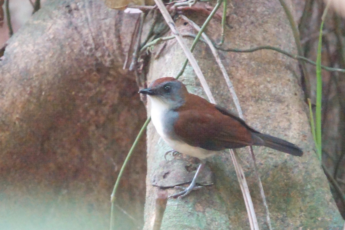 Alèthe à couronne orangée - ML531417521