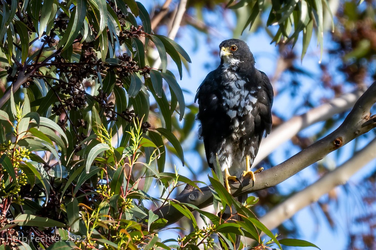 Black Goshawk - Herbert Fechter