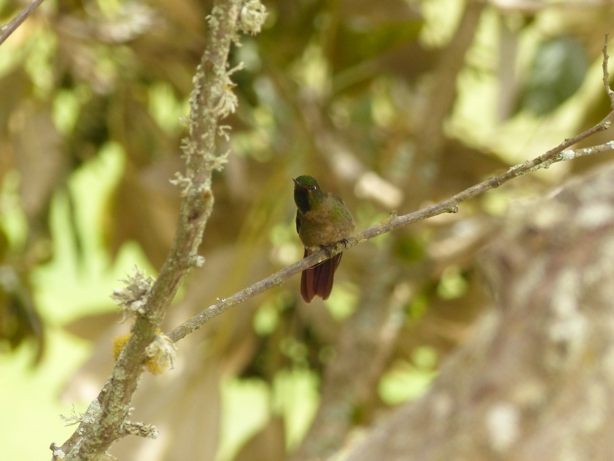 kolibřík dřišťálový - ML531422471