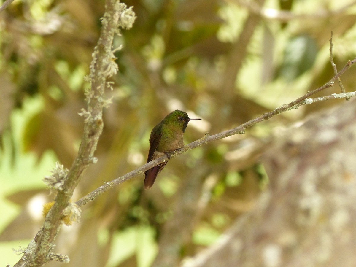 kolibřík dřišťálový - ML531422481