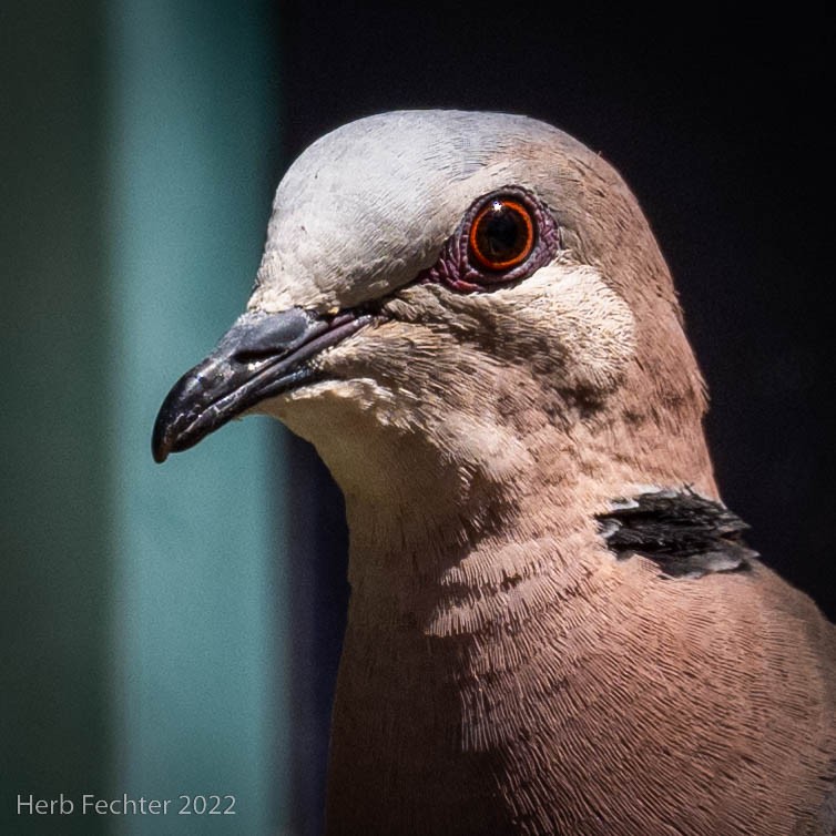 Red-eyed Dove - Herbert Fechter