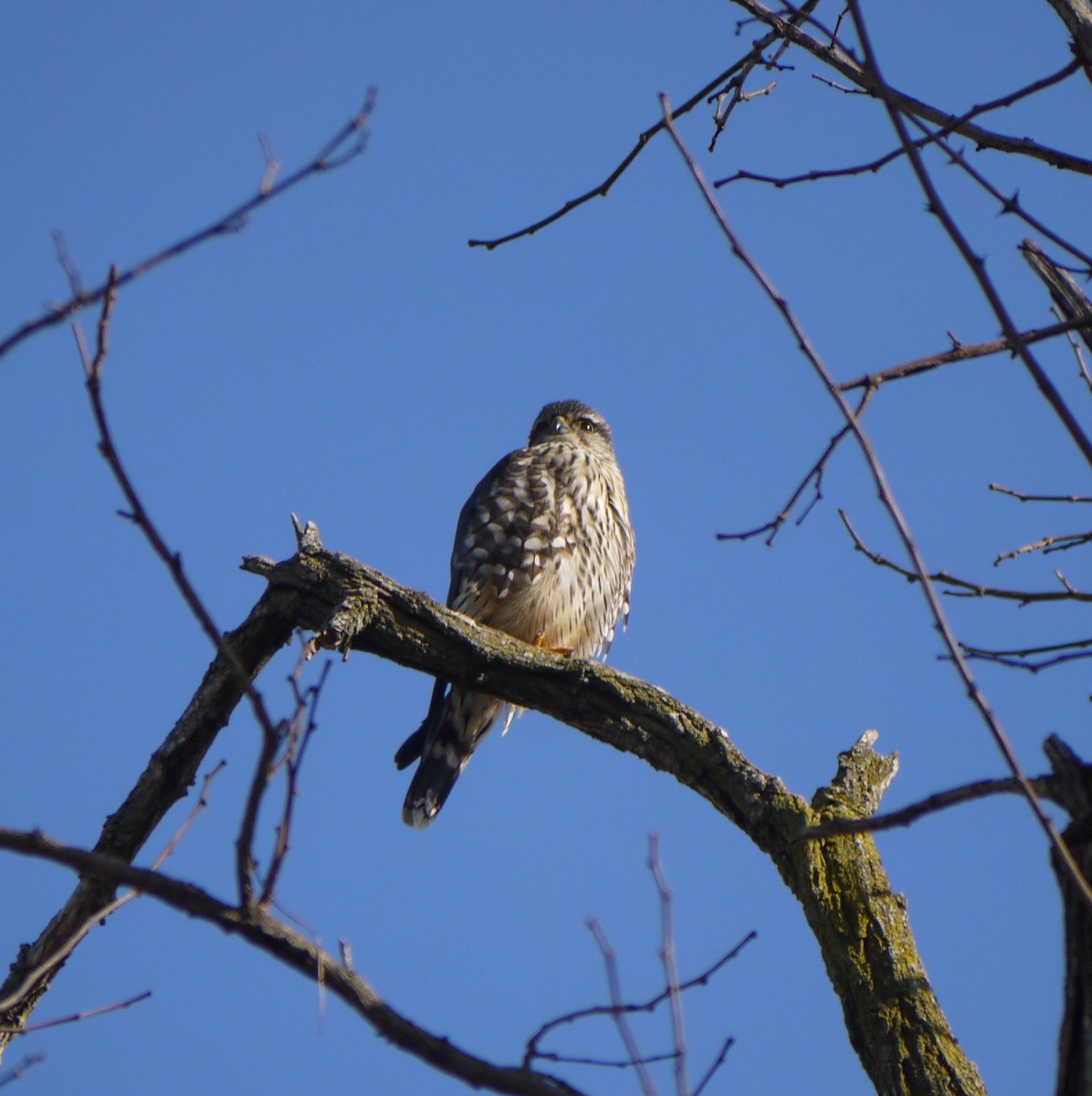 Merlin - ML531422811