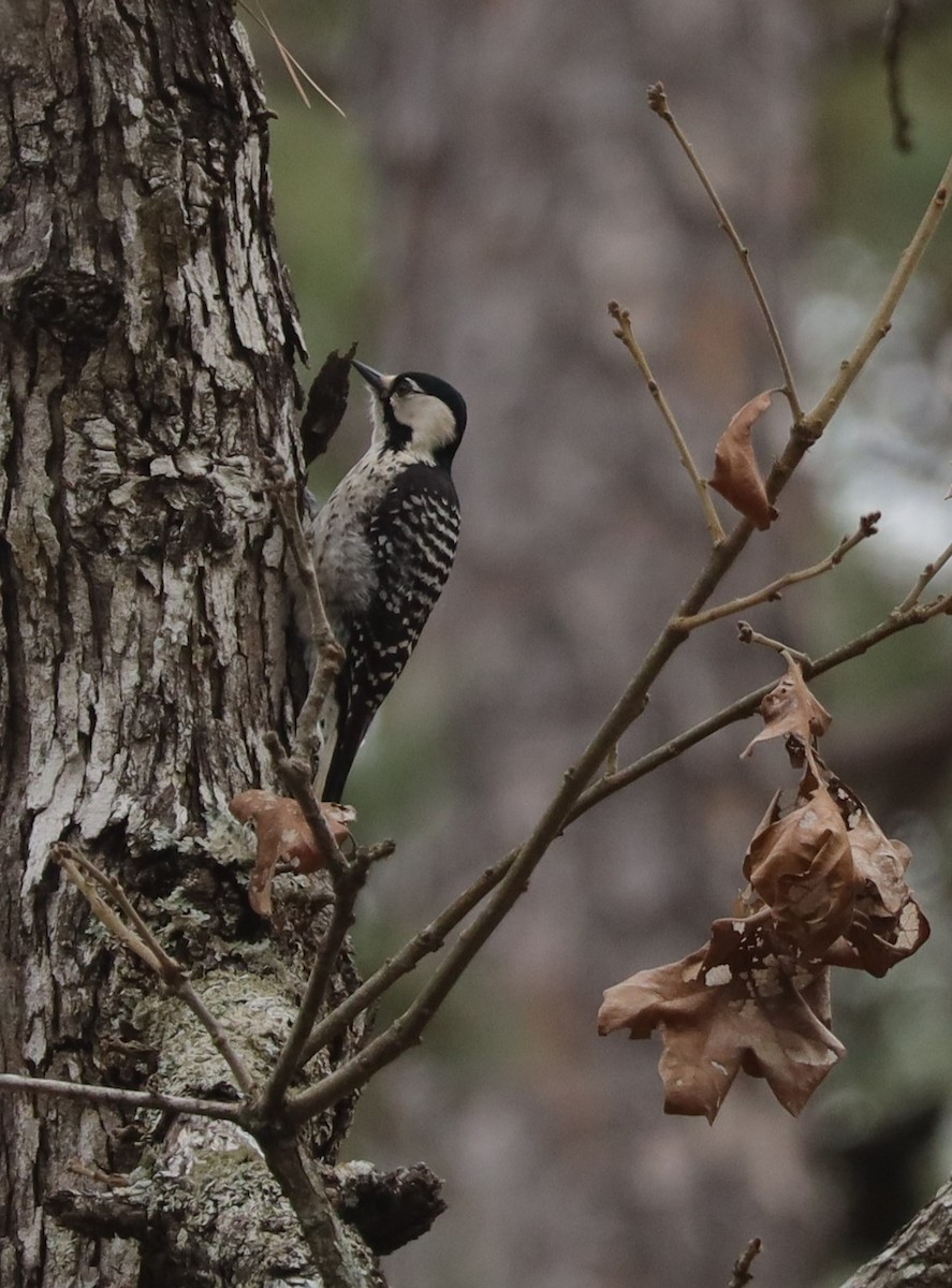 Red-cockaded Woodpecker - ML531424121