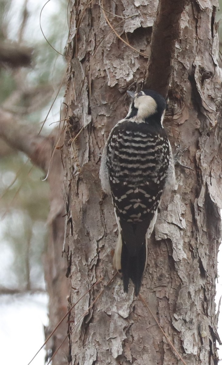 Red-cockaded Woodpecker - ML531424131