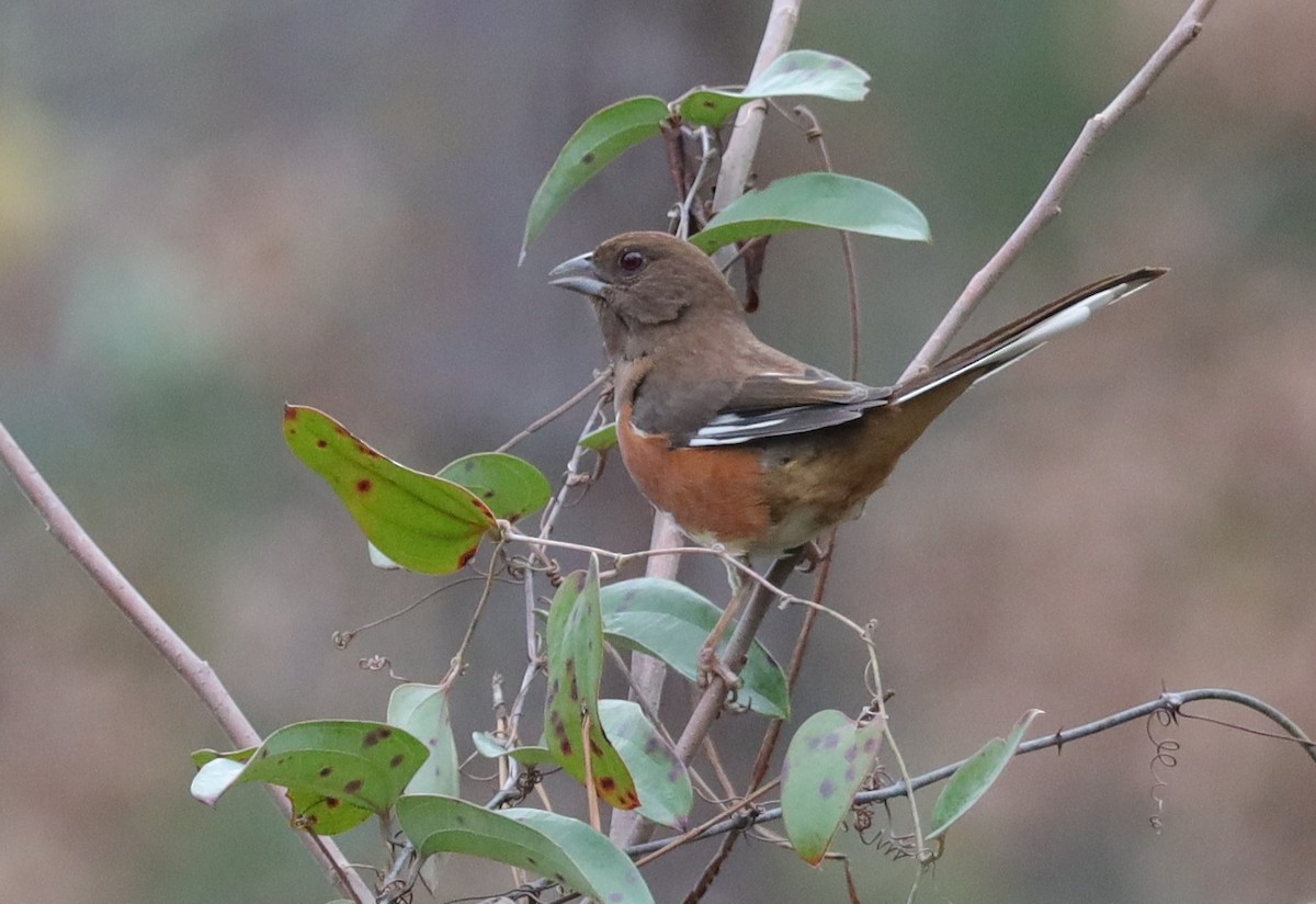 Eastern Towhee - ML531424171