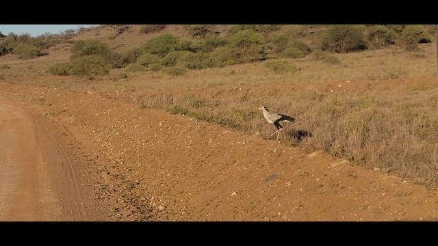 Secretarybird - ML531425191