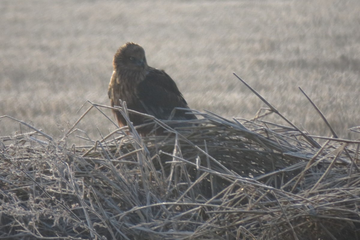 Western Marsh Harrier - ML531426081