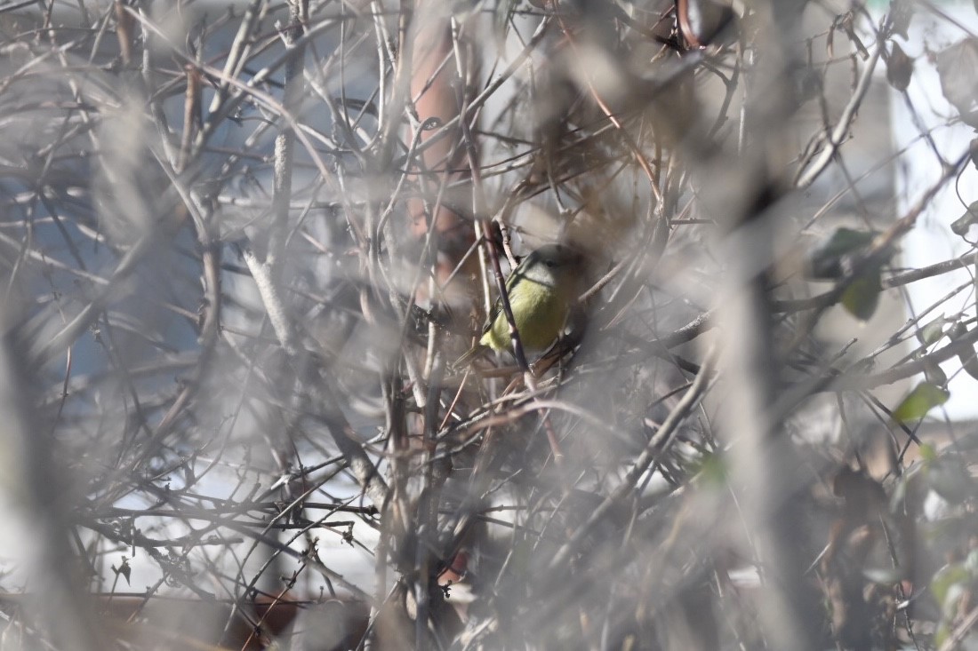 Orange-crowned Warbler - James Van Gelder