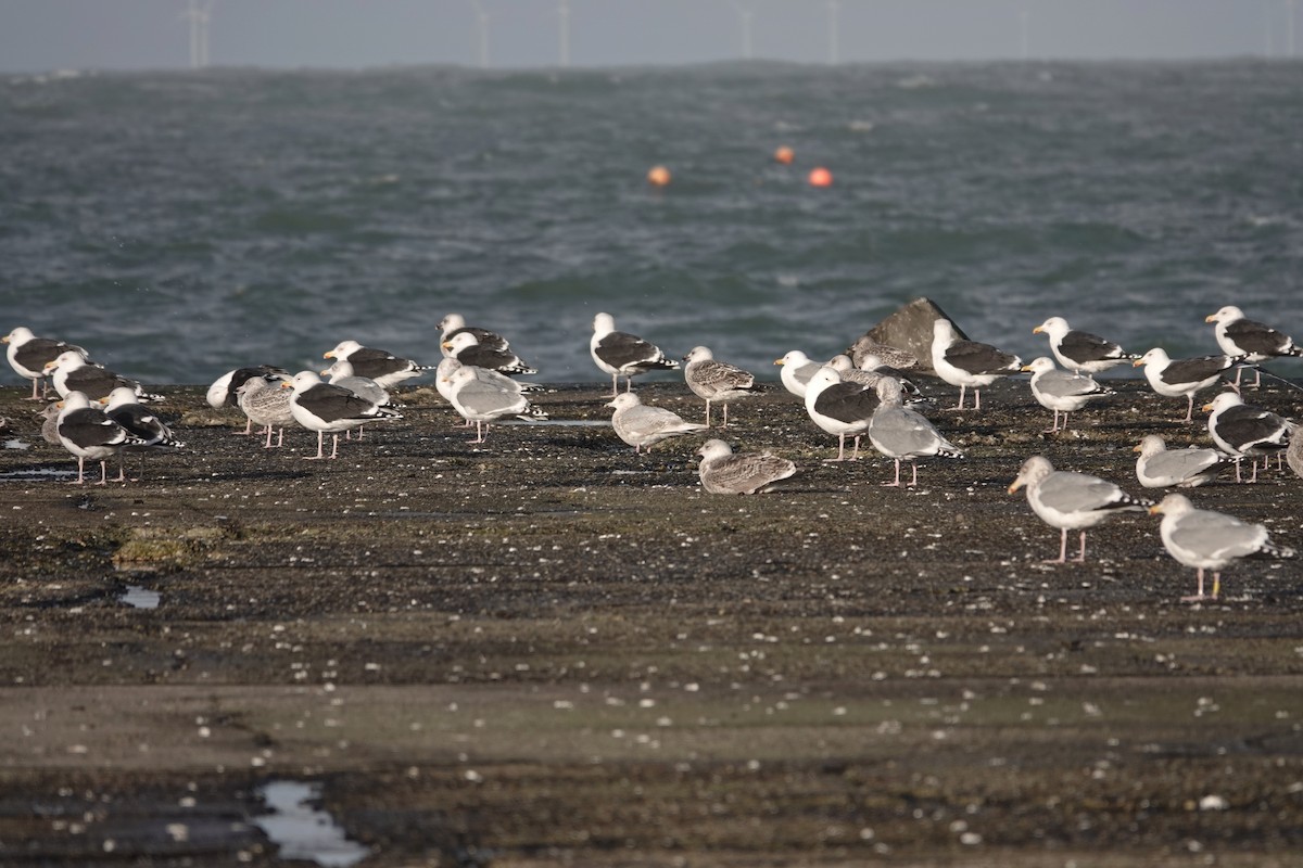 Gaviota Groenlandesa - ML531427521