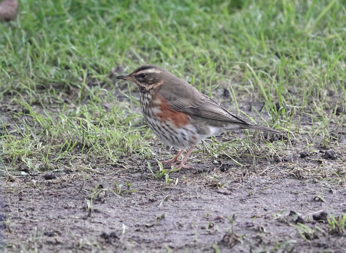 Redwing - Claus Holzapfel