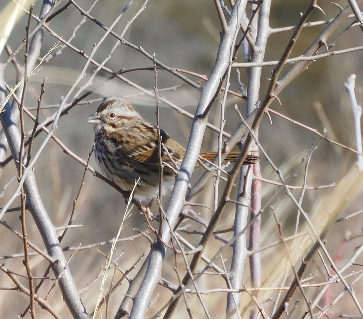 Song Sparrow - Pete Huffer