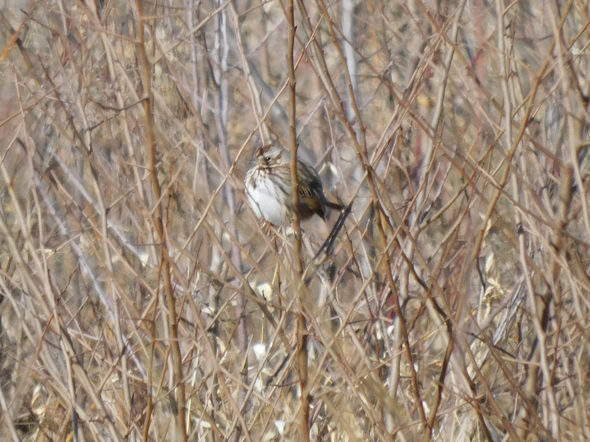 Song Sparrow - Pete Huffer