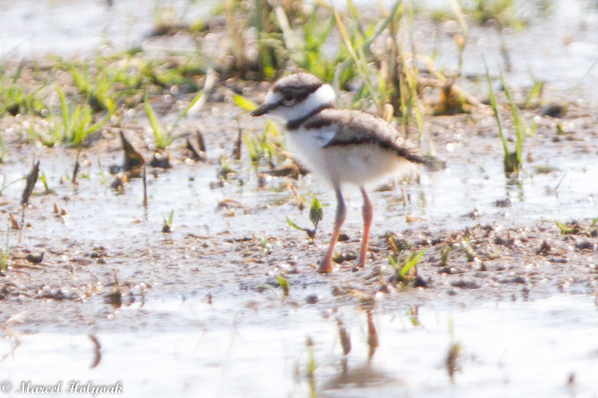 Killdeer - ML531430121