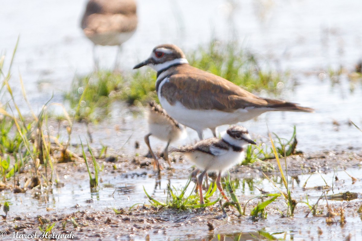 Killdeer - ML531430131