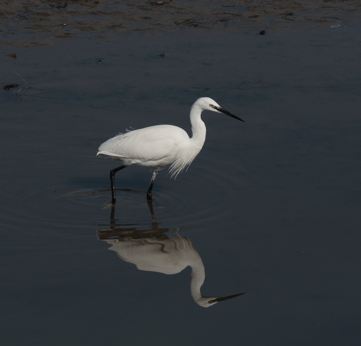 Aigrette garzette - ML531430401