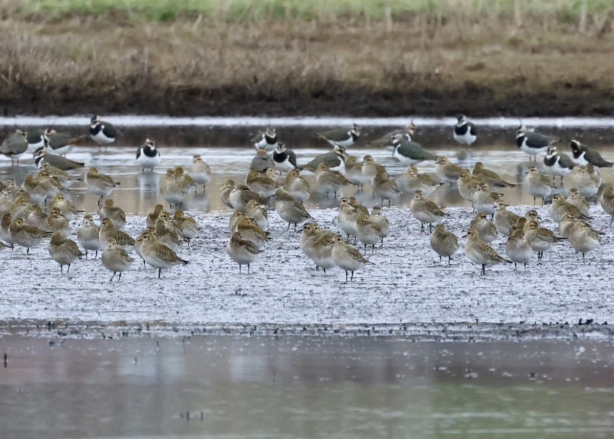 European Golden-Plover - ML531431071