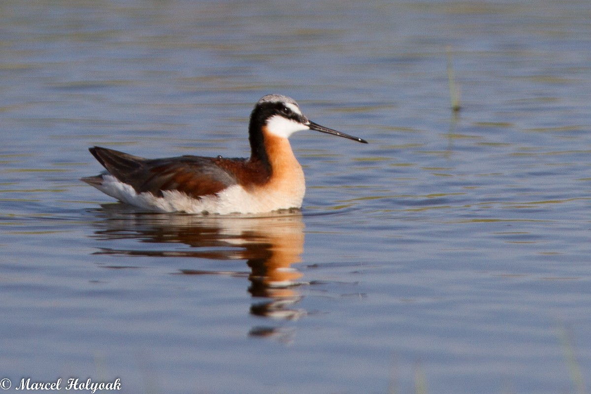 Wilson's Phalarope - ML531431181