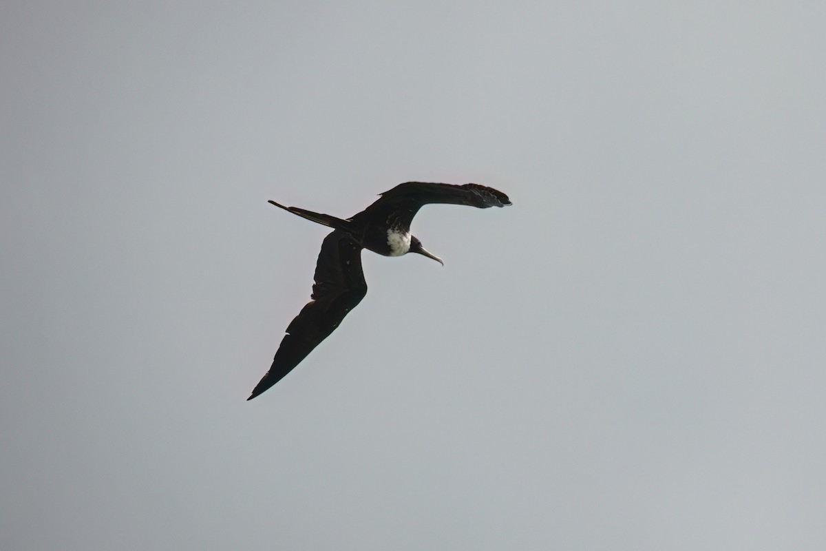 Magnificent Frigatebird - ML531431931