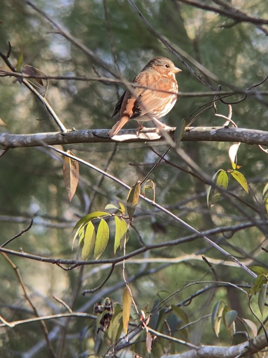 Fox Sparrow (Red) - ML531432711