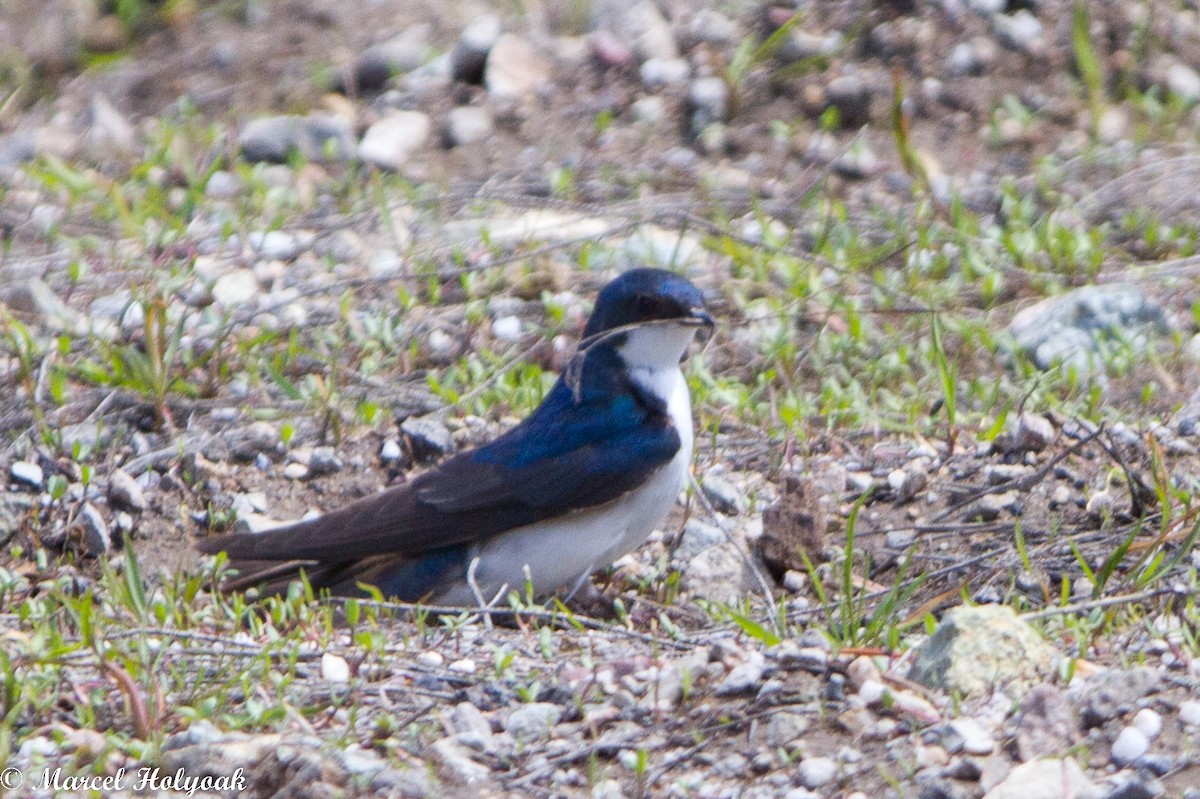 Golondrina Bicolor - ML531433071