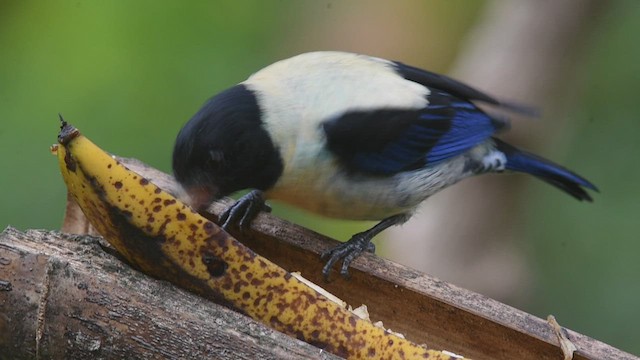 Tangara Cabecinegra - ML531433421