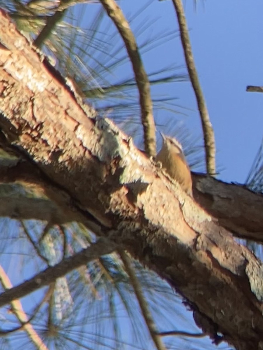 Red-breasted Nuthatch - ML531434421