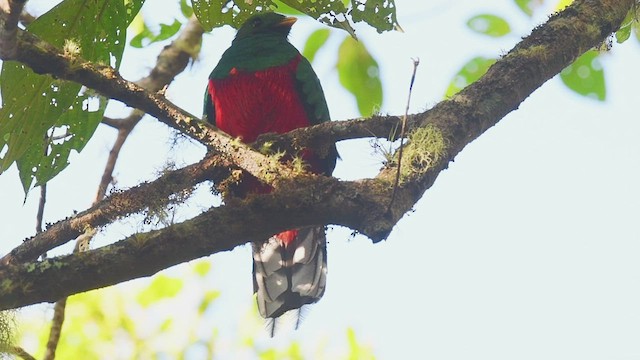 White-tipped Quetzal - ML531436731