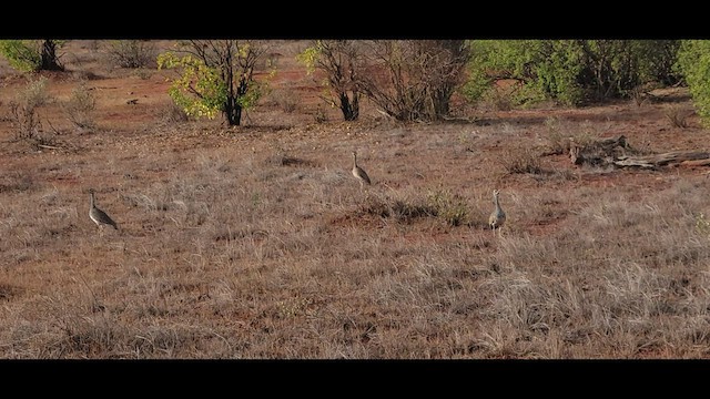 White-bellied Bustard - ML531437541