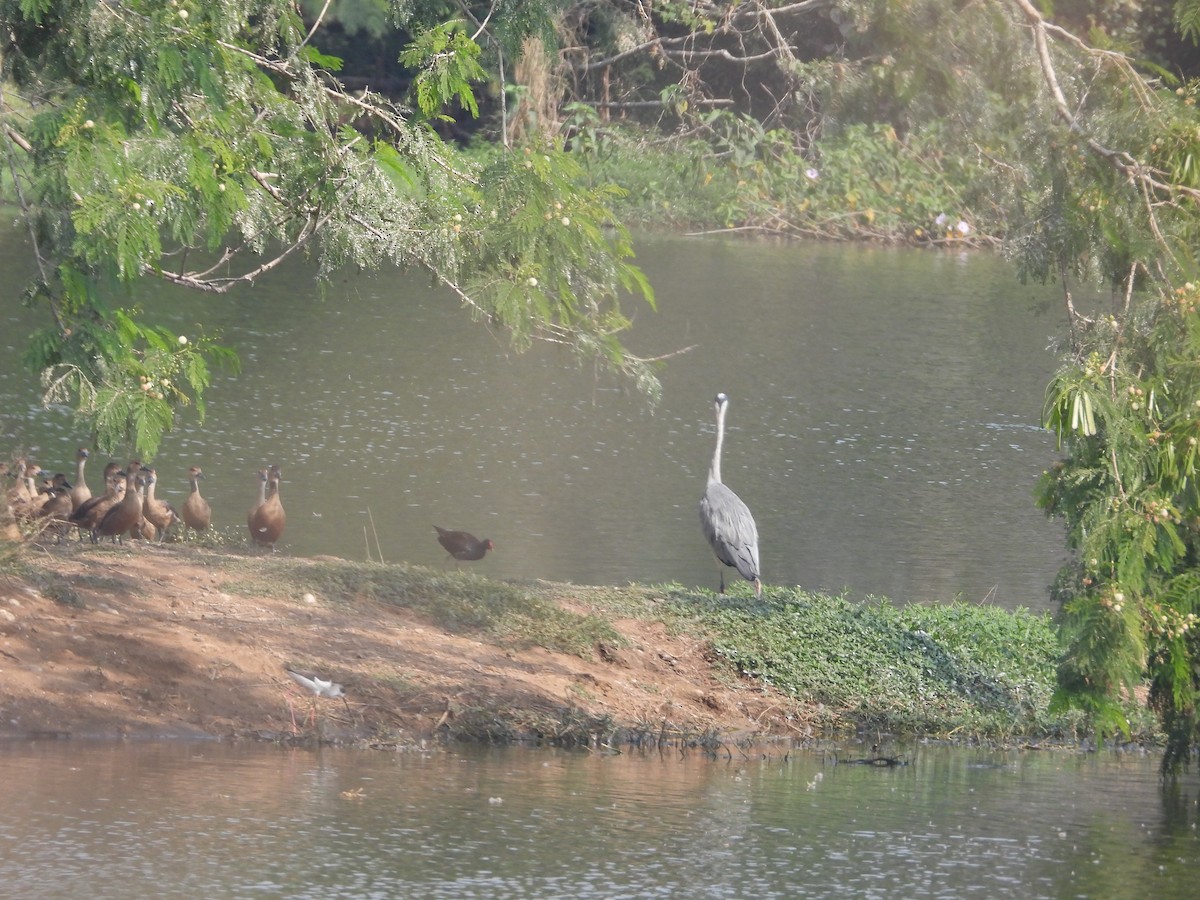 Lesser Whistling-Duck - ML531438011