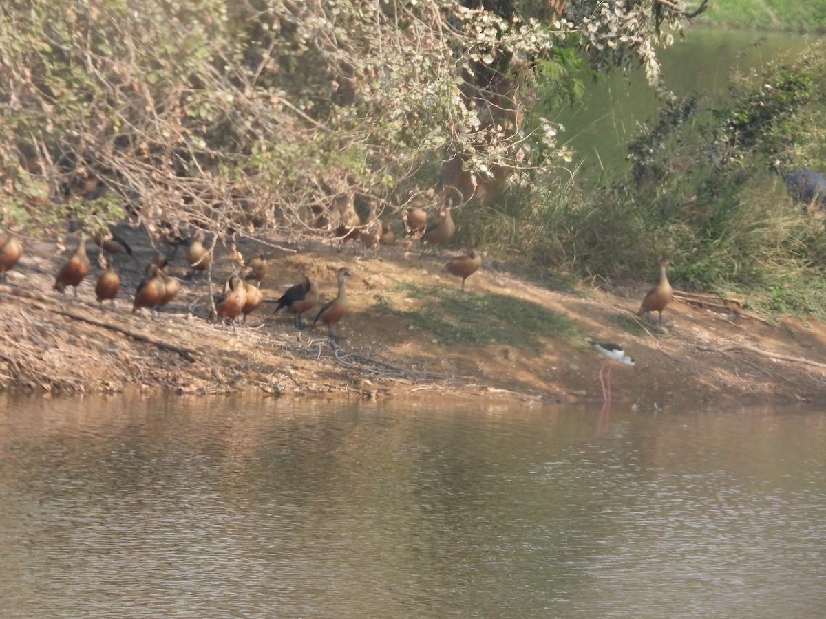 Lesser Whistling-Duck - ML531438311