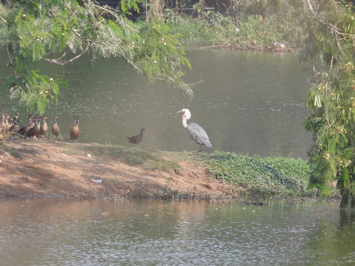 Gray Heron - ML531438731